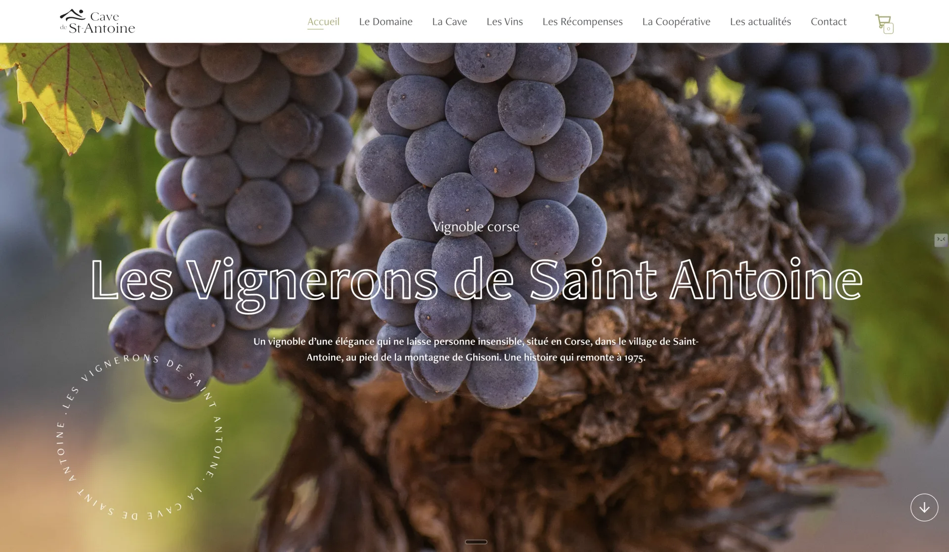 cavesaintantoine.corsica